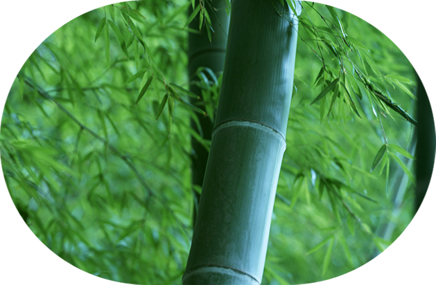 bamboo